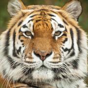 Anoushka the tiger at Colchester Zoo has died