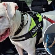 Suffolk Animal Rescue revealed all four of the XL Bully dogs that had been in their care had found secure homes