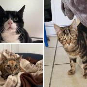 These adorable cats are among those looking for a forever home in Suffolk at the moment