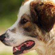 Brucellosis is often seen in dogs used for breeding, and can cause eye diseases and spinal problems