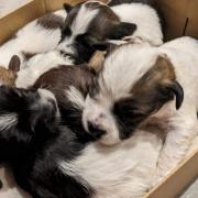 A litter of puppies were left dumped in a shoe box