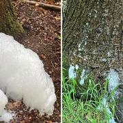 Mrs Cooper spotted the foam on her dog walk