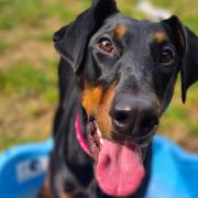 Ruby the dobermann is looking for her forever home in Suffolk