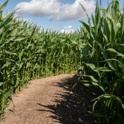 Here are some maize mazes to visit in Suffolk this summer