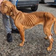 Roxy 'desperately' needed vet treatment when she was found