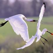 Spoonbills have been spotted in Suffolk