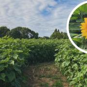 Horringer Sunflower Field will open next month