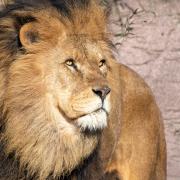 Colchester Zoo has announced plans to build a new lion enclosure as part of its anniversary celebrations