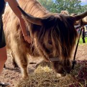 Baylham House Rare Breeds Farm has launched a Highland cow experience