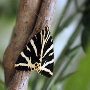 The Jersey Tiger moth is listed as a nationally scarce species but has recently been spotted in Sudbury