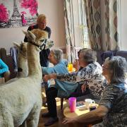 The alpacas proved popular among guests