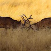 Check out these awe-inspiring images of two stags clashing in a Suffolk park