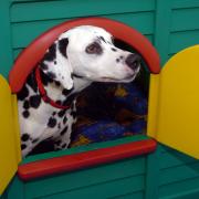 Suffolk Canine Creche in Martlesham has announced its closure.