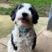 Aubrey is looking for his forever home in Suffolk