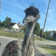 The emu was spotted near the High Street in Hadleigh.