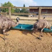 Three emus that were spotted walking around a Suffolk town have now been taken into the care of an experienced Emu keeper. 