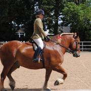 Suffolk Punch horses will be on display this October