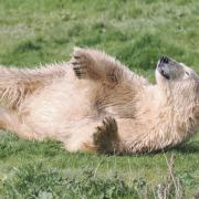 Flocke the polar bear has helped make Suffolk the largest polar bear reserve in Europe