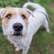 Hugo is looking for his forever home