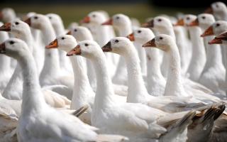 Suffolk and Norfolk's poultry farmers are warning that efforts to eradicate a major outbreak of bird flu in the region could wipe them out