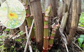 Japanese knotweed is an invasive plant species