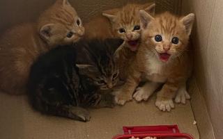 The kittens were found by a forklift truck driver