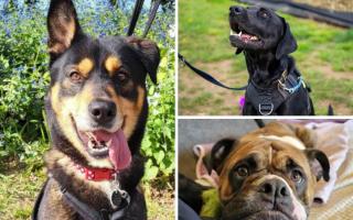 Can you give these dogs a forever home?