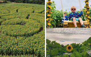 Three sunflower patches you really should visit this summer