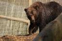 Diego will be joined by a female as Jimmy's Farm announced the arrival of a second brown bear