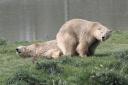 Another polar bear, Hope, has joined her mum and sister (pictured) at Jimmy's Farm & Wildlife Park in Wherstead.