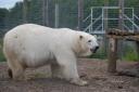 Jimmy's Farm have said they are excited to see the family reunion as Hope joins the aurora of polar bears in Suffolk