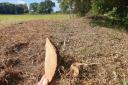 Evidence - Ecologist and campaigner Martin Pugh's Woodland edge destruction showing felled Common Hawthorn (c 25 year old) shown, as he claims the oldest felled Hawthorn is over 50 years old as shown from growth rings