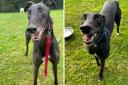 Ex-racer greyhounds are looking for their forever homes