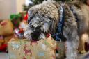 Blue Cross rehoming centre in Wherstead is hosting a Christmas fair for pets