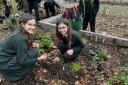 Crocus planting at St Benedict's School