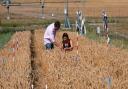 Dr Laura-Jayne Gardiner from IBM Research Europe and Prof Anthony Hall, group leader at the Earlham Institute, have developed technology to better understand the circadian rhythm of plants, which could improve crop yields