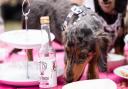 Sausage dogs enjoyed a fun packed picnic in Christchurch Park with their owners