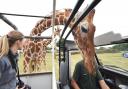 Feeding time for the giraffes at Africa Alive on the Suffolk coast