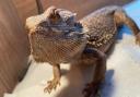 This bearded dragon was found in the wilds of Bradfield, in Essex, over 9000 miles away from its natural habitat