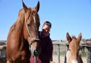 This breed of horse is a Suffolk icon - but what is it called? Take our quiz and test your knowledge