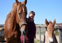 Suffolk Punches at The Suffolk Punch Trust