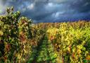 Vines at Dedham Vale Vinyard, one of Suffolk's many wine producers