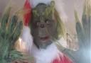 The Kesgrave Grinch, complete in costume, has been walking around with his dog Rox