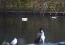 A pair of  male and female Gooseanders have been spotted in Christchurch Park in Ipswich.