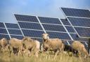 Sheep grazing at a solar farm