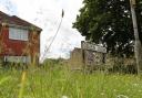 Uncut verges are vital for insect life.