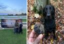 Oscar the Black Labrador from Orford was showing off his truffle-hunting skills in East Sussex over the weekend. Image: Nina Roe