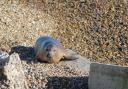 Seeing the seals like this at Orford Ness proved to me how good this job can be sometimes!