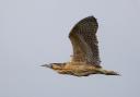 The rare bittern was photographed flying over a nature reserve in Suffolk