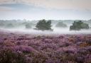 Purple patch... heathland at Dunwich Heath.